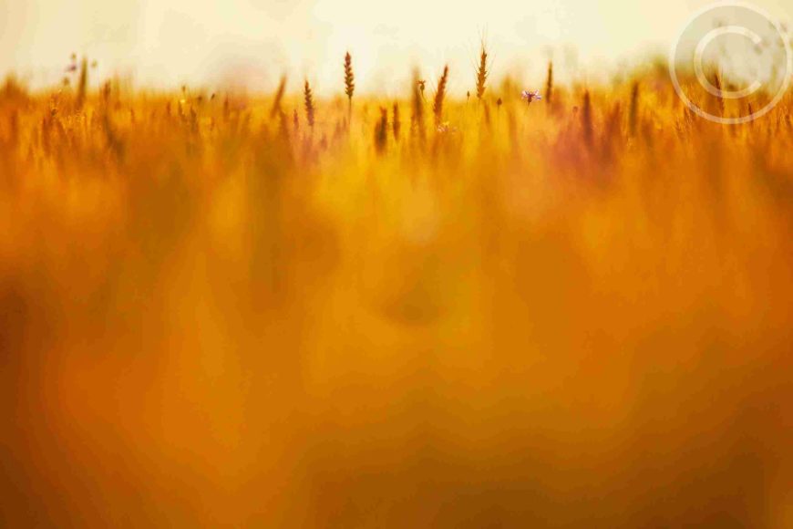 FAQS On GMOs